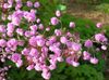 rosa Blume Wiesenraute foto