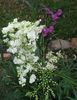 srpen Meadowsweet, Dropwort