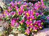 bándearg Bláth Milkwort grianghraf