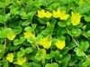 ყვითელი ყვავილების Moneywort, მცოცავი Jenny ფოტო