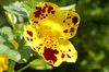 ყვითელი ყვავილების Monkey Flower ფოტო