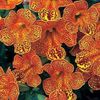 оранжевый Цветок Губастик гибридный (Мимулюс) фото