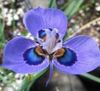 светло синьо Цвете Moraea снимка