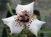 beyaz çiçek Moraea fotoğraf