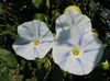 blanc  Gloire Du Matin, L'aube Fleur Bleue photo