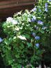 блакитний Квітка Фарбітіс (Іпомея) фото