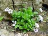 Mouse-ear Gypsophila 