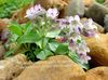 lilac Flower Mouse-ear Gypsophila photo