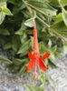 აგვისტო Narrowleaf California Fuchsia, Hoary Fuchsia, კოლიბრის საყვირის