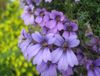 紫丁香 花 焊菜属的植物 照片
