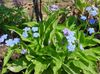 Navelwort , Blue-Eyed-Mary, Creeping Forget-Me-Not