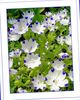 biely Kvetina Nemophila, Baby Blue-Oči fotografie