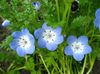 ღია ლურჯი ყვავილების Nemophila, ბავშვის ლურჯი თვალები ფოტო