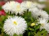 λευκό λουλούδι Νέας Αγγλίας Aster φωτογραφία