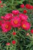 red New England aster