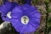 modrá Kvetina Nolana fotografie