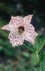 белый Цветок Номохарис фото