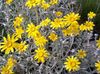 yellow  Oregon Sunshine, Woolly Sunflower, Woolly Daisy photo