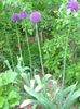 紫丁香 花 观赏葱 照片