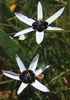 white Painted Peacock Flower, Peacock Stars