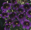 фіолетовий Квітка Сальпиглоссис фото