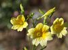 sarı çiçek Boyalı Dil fotoğraf