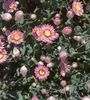 ružová Kvetina Papier Sedmokráska, Sunray fotografie