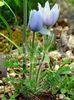γαλάζιο Pasque Λουλούδι