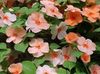 orange Flower Patience Plant, Balsam, Jewel Weed, Busy Lizzie photo