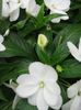 beyaz çiçek Sabır Bitkisi, Balsam, Mücevher Ot, Yoğun Lizzie fotoğraf