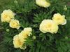 žltá Kvetina Pivonka fotografie