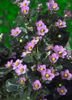 sārts Zieds Persiešu Violets, Vācu Violets foto
