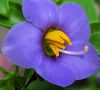 ლურჯი ყვავილების სპარსული ია, გერმანელი Violet ფოტო