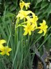 spring Peruvian Daffodil, Perfumed Fairy Lily, Delicate Lily