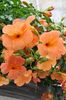πορτοκάλι λουλούδι Πετούνια φωτογραφία