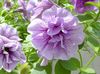 იასამნისფერი ყვავილების Petunia ფოტო