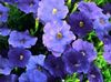 μπλε λουλούδι Πετούνια φωτογραφία