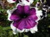 vijolična Petunia Fortunia