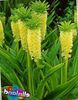 žuta Ananas Cvijet, Ananas Ljiljan