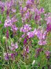 spring Polygala amara