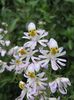 biały Kwiat Schizanthus (Shizantus) zdjęcie