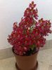 czerwony Kwiat Schizanthus (Shizantus) zdjęcie