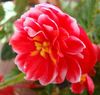 červená Kvetina Prérie Horec, Lisianthus, Texas Bluebell fotografie