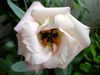 biely Kvetina Prérie Horec, Lisianthus, Texas Bluebell fotografie