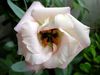 hvítur Blóm Slétta Maríuvöndurinn, Lisianthus, Texas Bluebell mynd