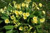 yellow Flower Primrose photo