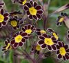 negru Floare Ciuboțica-Cucului fotografie