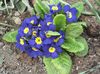 μπλε λουλούδι Ηράνθεμο φωτογραφία