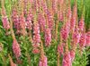 Blutweiderich, Wand Loosestrife