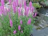 juni Lilla Loosestrife, Wand Loosestrife